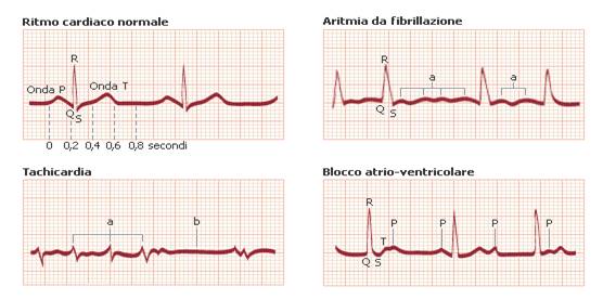 apparato circolatorio