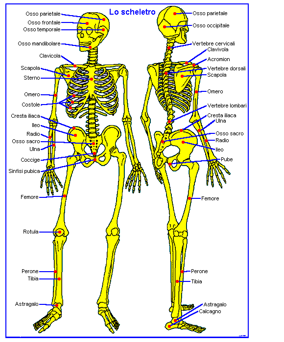 Apparato Scheletrico Umano