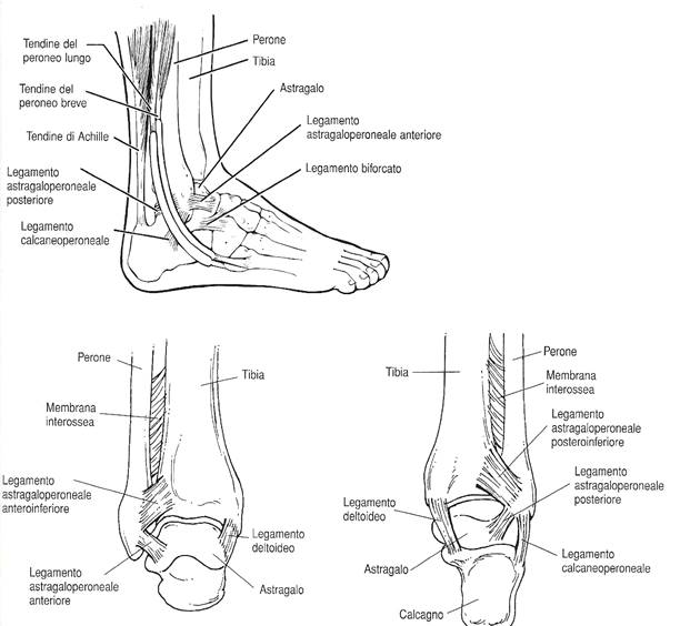 distorsione alla caviglia