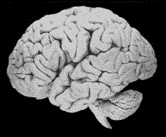 human brain